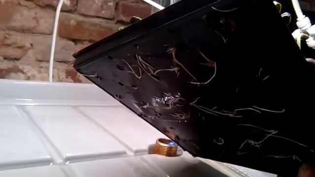 Ёмкости для выращивания микрозелени. смотреть онлайн