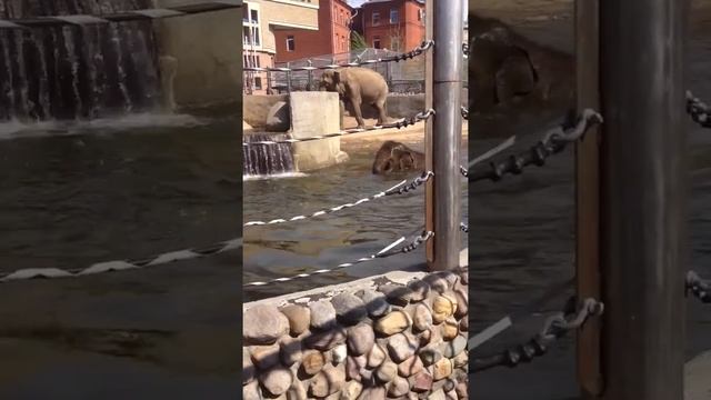 Слон плавает и ныряет смотреть онлайн