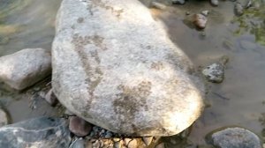 Я думаю! Вот такое золото, можно найти на любой речке!?