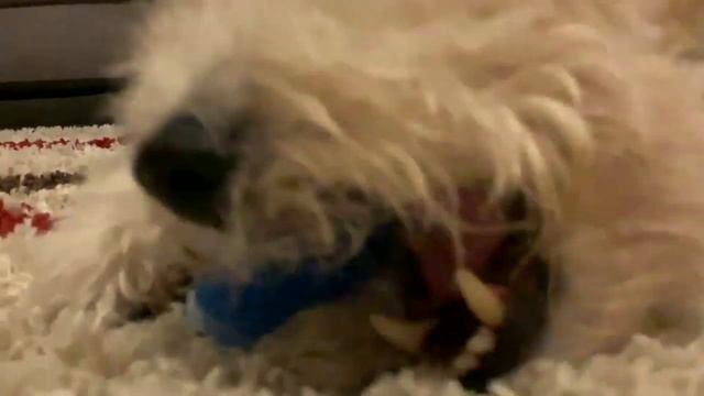 ФОКСТЕРЬЕР ВСЕ О ПОРОДЕ. ИНТЕРЕСНЫЕ ФАКТЫ смотреть онлайн