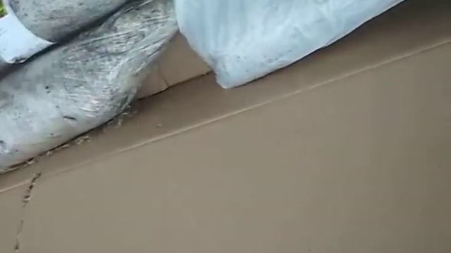 Агромаркет, распаковка ежевики
