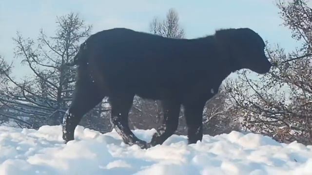 АЗИАТЫ из БАШКИРИИ... смотреть онлайн