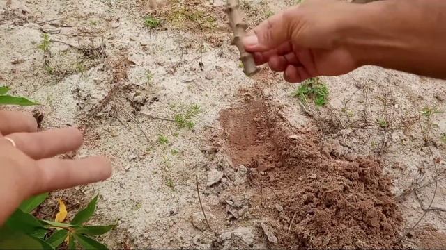 How to Plant Cassava Easy and Fast смотреть онлайн