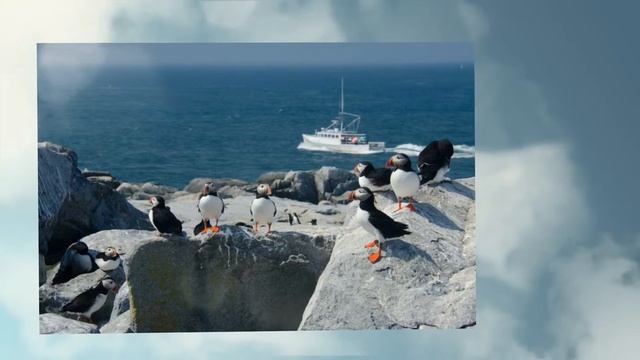 Puffin Adventure on Machias Seal Island смотреть онлайн