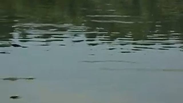 Стриж на лету пьет воду (замедленное видео) смотреть онлайн