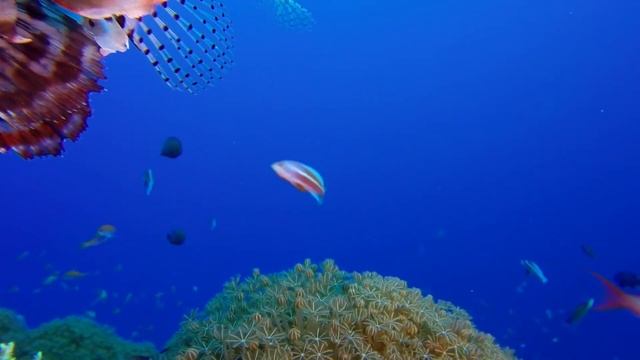 Coral Reef Aquarium & The Best Relax Music смотреть онлайн