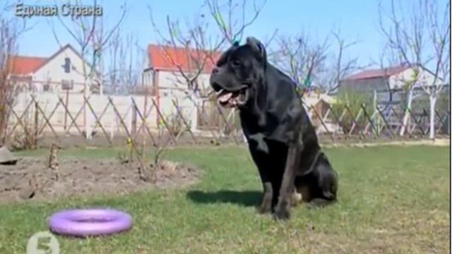 Cane Corso -  энергичная,  хорошо сложенная  - порода собак  с крепким и мускулистым телом.