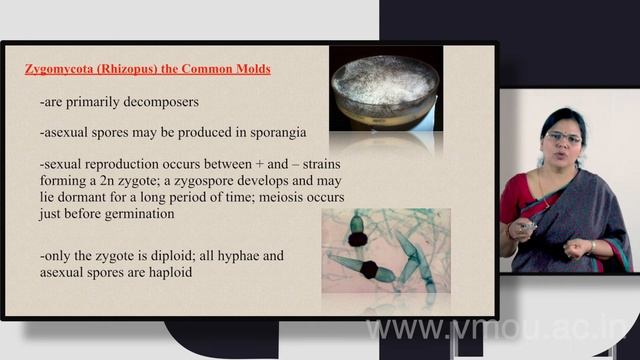 FUNGI смотреть онлайн