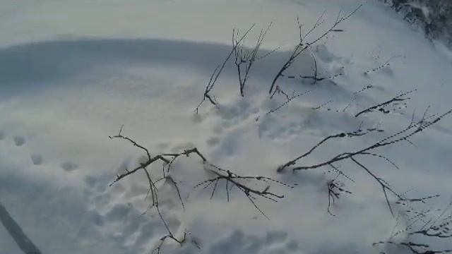 Прогулка в честь конца полярной ночи смотреть онлайн
