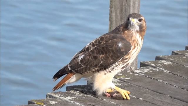 2019 1109 Red Tail Hawk meets Rat Video смотреть онлайн