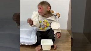 Очаровательные маленькие обезьянки