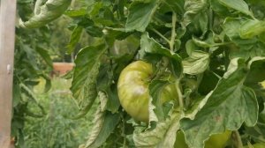 Помидоры "Алсу" Агрофирма Сибирский сад.