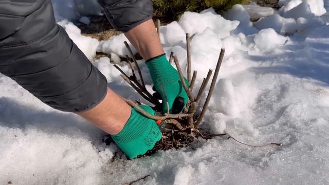 ВЕСЕННЯЯ ОБРЕЗКА МЕТЕЛЬЧАТОЙ ГОРТЕНЗИИ смотреть онлайн