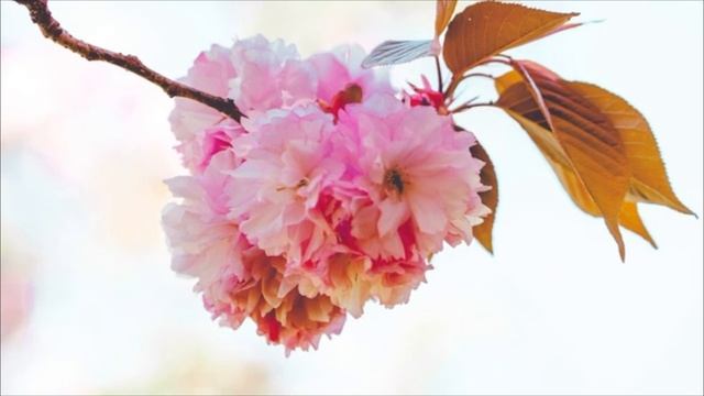 Сергей Есенин "Черемуха душистая" стихи смотреть онлайн