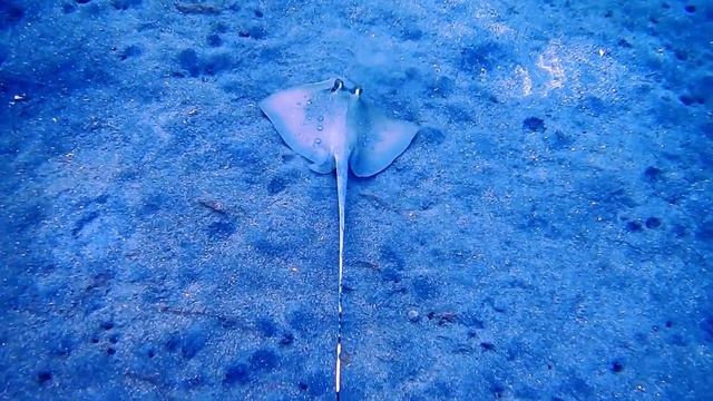 Интересные факты о скатах(Interesting facts about stingrays). смотреть онлайн