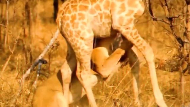 Топ 5 животных, которые победят льва (дикие животные) смотреть онлайн