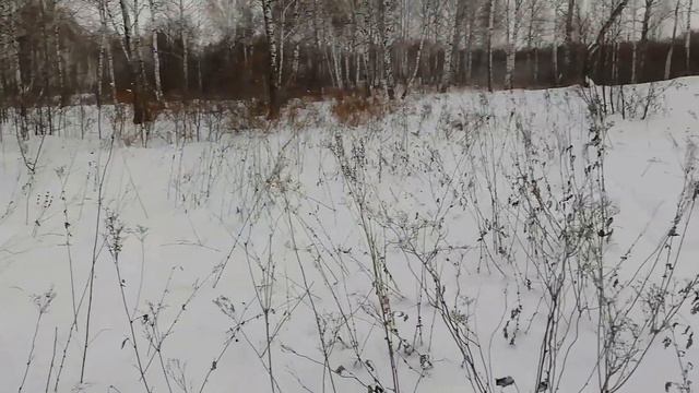 У Дочери день рождения!! Пошли за Зайцем а взяли Рябчика. смотреть онлайн
