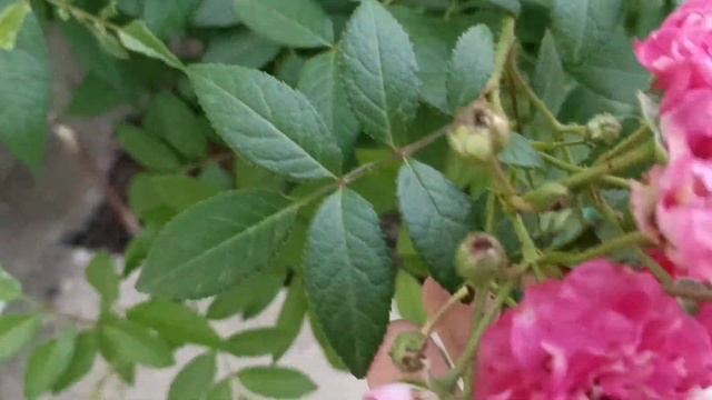 Обзор сада, посадка розы из горшка смотреть онлайн