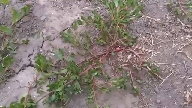 Сорняк, который подымает иммунитет портулак смотреть онлайн
