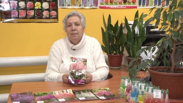 Голова садовая - Как сохранить астильбу до высадки смотреть онлайн