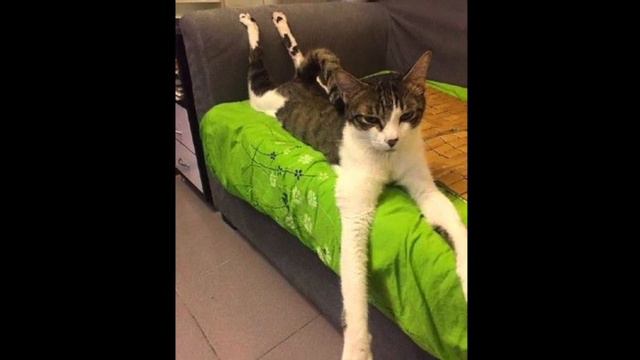 Что делать? ЧАСТЬ 5 (Реальная история) Сhicken! Movie, Book смотреть онлайн