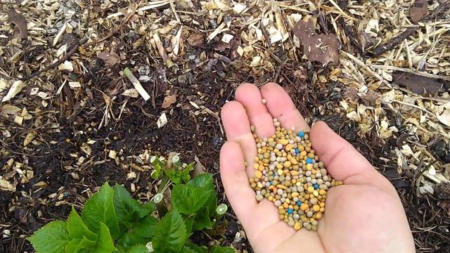 07.05.2020 Первая подкормка Крупнолистных Гортензий ✌️ смотреть онлайн