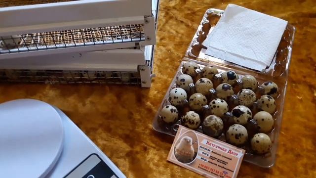 Породы перепелов для разведения/Какую породу перепелов выбрать/ смотреть онлайн