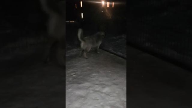 Кавказская овчарка 7 мес смотреть онлайн