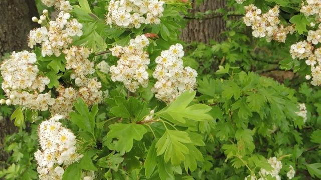 Crataegus monogyna 200510 смотреть онлайн