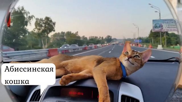 Самые красивые породы кошек смотреть онлайн