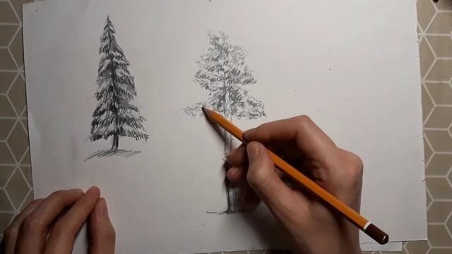 Деревья простым карандашом. Как просто нарисовать зимние деревья карандашом смотреть онлайн