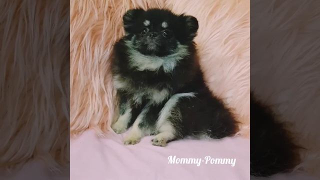 Шпицуля забавно шевелит ушками. Очень мило! смотреть онлайн