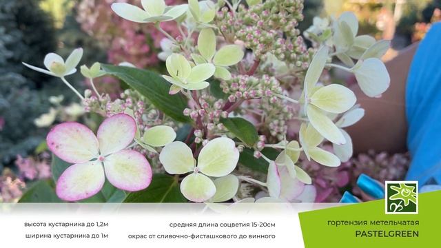 Гортензия Пастельгрин - уникальный и абсолютно обворожительный сорт смотреть онлайн