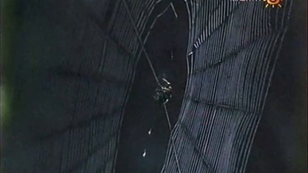 Круговорот азота, углерода, воды, фосфора и серы