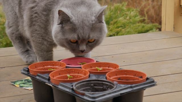 Рассада огурцов готова. Пора высаживать в грунт. смотреть онлайн