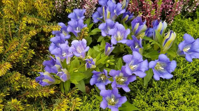 Gentiana Scabra ‘Luis Easy Blue’