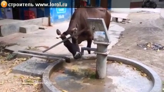 находчивая корова