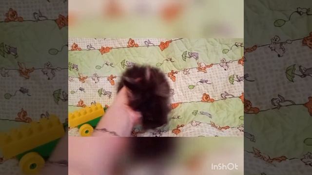 Кролик minor карликовый 2 мес смотреть онлайн