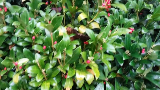 Skimmia Japonica Plant.