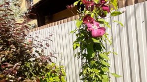 New Dawn плетистая роза. Начало цветения!