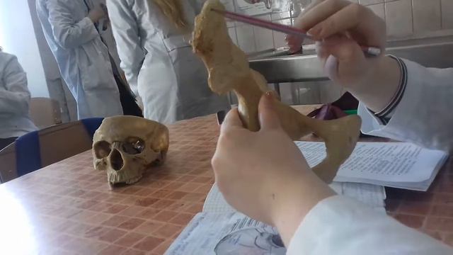 Тазовая кость смотреть онлайн