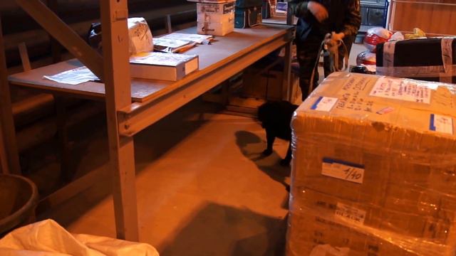 Джаз - поиск ВВ, Лабрадор 2 года. (по методу - кликер)