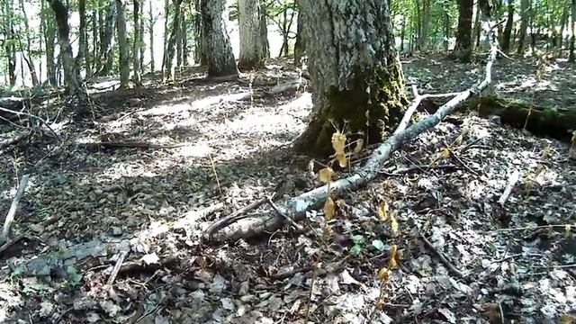 Тропами Крыма, в поисках мечты! Античное урочище найдено Шикарные находки! смотреть онлайн