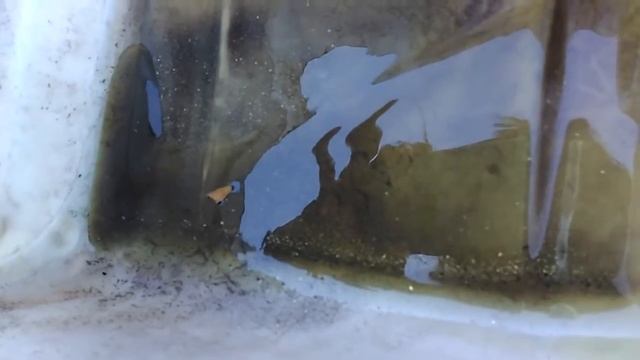 Мотоблок Фермер. Стружка в масле с двигателя. смотреть онлайн