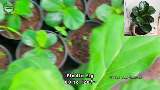 #greenleafgarden #newstocksv വില  കുറവിൽ ഇതാ വീണ്ടും ചെടികൾ... 😍||NEW STOCKS