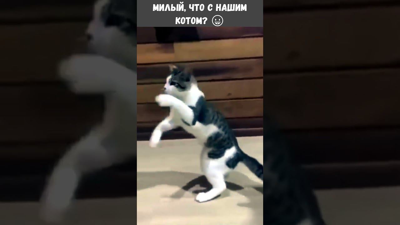 Что с нашим котом? Я сказала ВИСКАС!  #shorts  #cats  #funnycats #приколы #videoshort  #смешнойкот