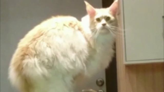 Как растет котенок мейн кун смотреть онлайн