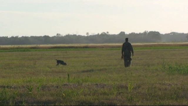 259. (13) 08 03 дратхаар Астра. смотреть онлайн