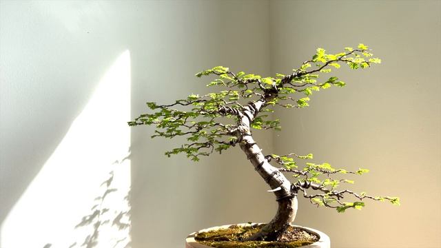 Dawn Redwood - Metasequoia Bonsai 2 years progress Part 1 смотреть онлайн