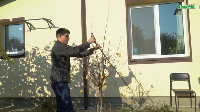 Формировка в виде шарика! Обрезка миндаля! смотреть онлайн